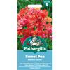 SWEET PEA SUMMER SIZZLER