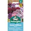 SWEET WILLIAM ELECTRON