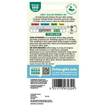 SWEET WILLIAM MONARCH MIX
