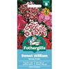 SWEET WILLIAM MONARCH MIX
