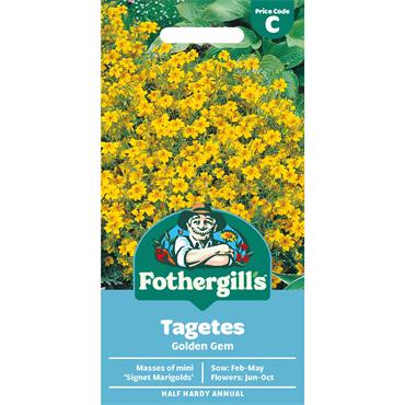 TAGETES GOLDEN GEM