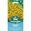 TAGETES GOLDEN GEM