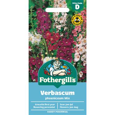 VERBASCUM PHOENICEUM MIX