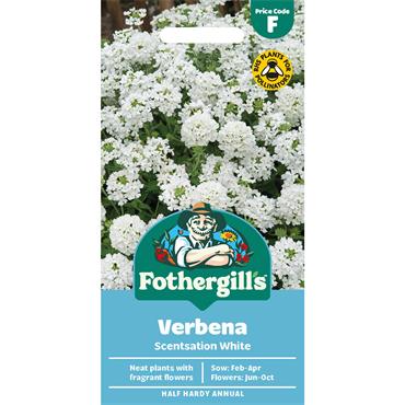 VERBENA SCENTSATION WHITE