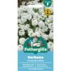 VERBENA SCENTSATION WHITE