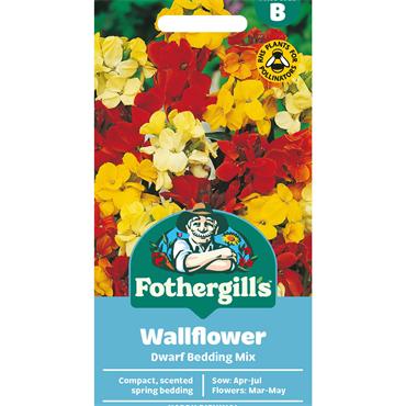 WALLFLOWER DWARF BEDDING MIX