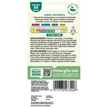 CABBAGE WINTERGREEN
