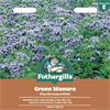 GREEN MANURE PHACELIA TANACETIFOLIA
