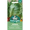 LETTUCE FRISEE DE BEAUREGARD