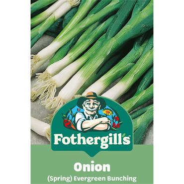 ONION (SPRING) EVERGREEN BUNCHING