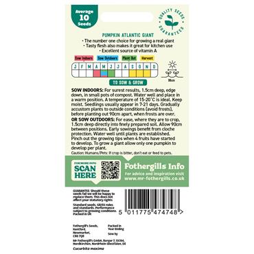 PUMPKIN ATLANTIC GIANT