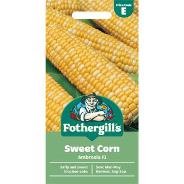SWEET CORN AMBROSIA F1