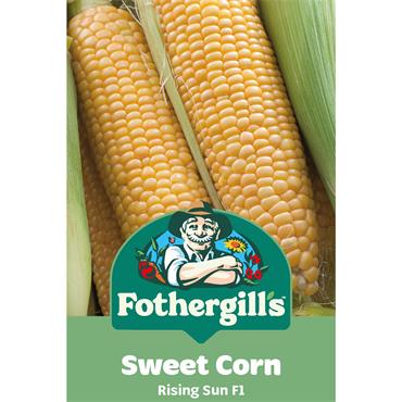 SWEET CORN RISING SUN F1