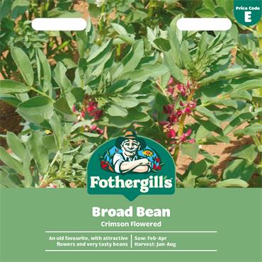 BROAD BEAN CRIMSON FLOWERED