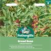 BROAD BEAN CRIMSON FLOWERED