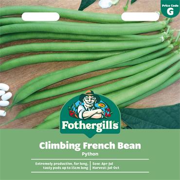 CLIMBING FRENCH BEAN PYTHON