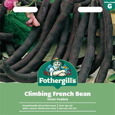 CLIMBING FRENCH BEAN VIOLET PODDED