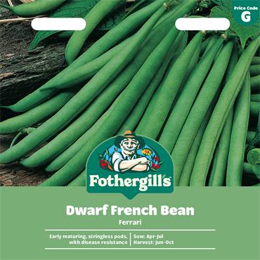 DWARF FRENCH BEAN FERRARI