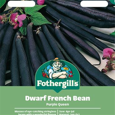 DWARF FRENCH BEAN PURPLE QUEEN
