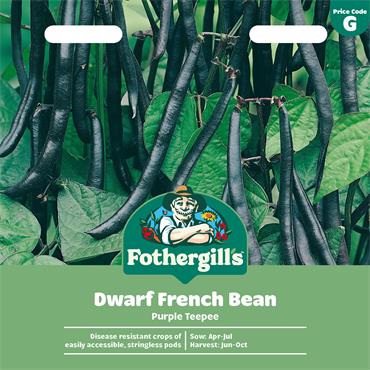 DWARF FRENCH BEAN PURPLE TEEPEE