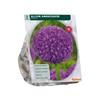 ALLIUM AMBASSADOR  X 1
