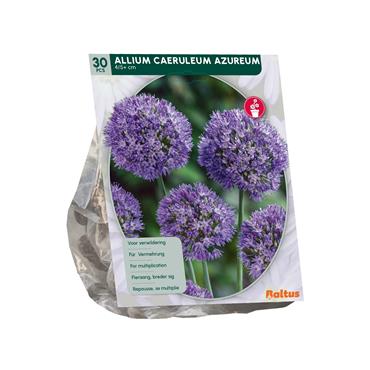 ALLIUM CAERULEUM AZUREUM X 30