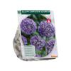 ALLIUM CAERULEUM AZUREUM X 30