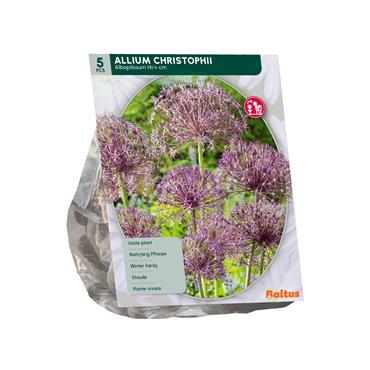 ALLIUM CHRISTOPHII X 5