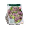 ALLIUM CHRISTOPHII X 5