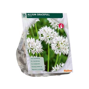ALLIUM GRACEFULL X 15