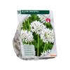ALLIUM GRACEFULL X 15