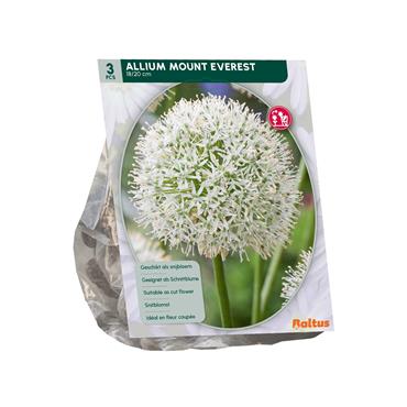 ALLIUM MOUNT EVEREST X 3