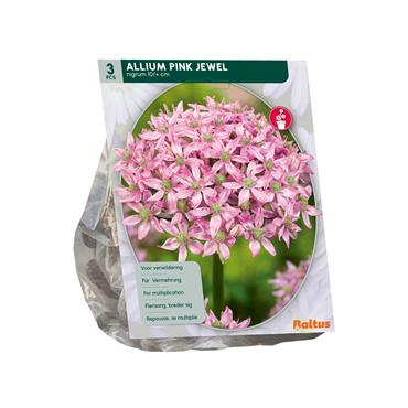 ALLIUM PINK JEWEL X 3