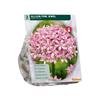 ALLIUM PINK JEWEL X 3