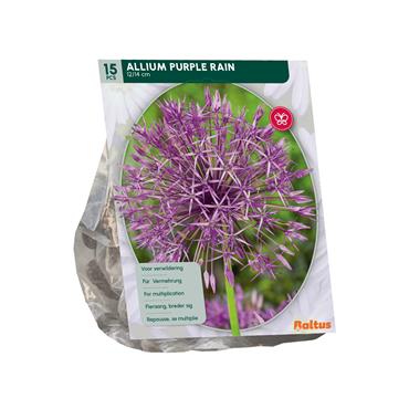 ALLIUM PURPLE RAIN X 15