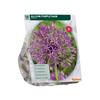ALLIUM PURPLE RAIN X 15