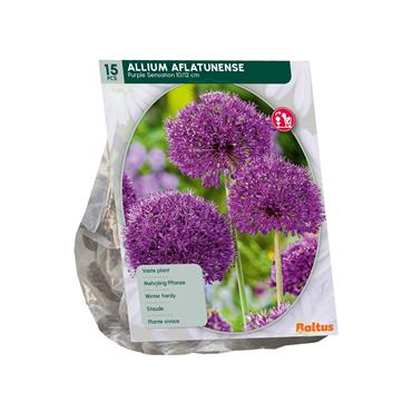 ALLIUM PURPLE SENSATION X 15