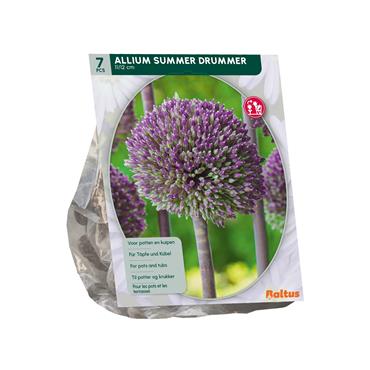 ALLIUM SUMMER DRUMMER X 7