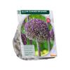 ALLIUM SUMMER DRUMMER X 7