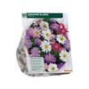 ANEMONE BLANDA MIX X 50