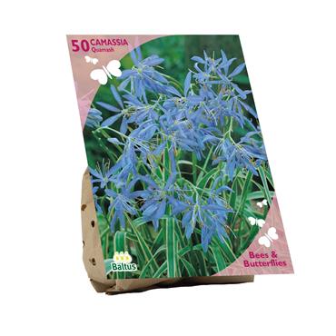 BEES & BUTTERFLIES  CAMASSIA X 50