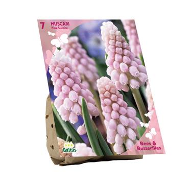 BEES & BUTTERFLIES  MUSCARI PINK SUNRISE X 7