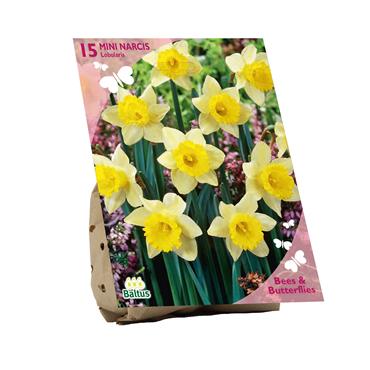 BEES & BUTTERFLIES  NARCISSUS LOBULARIS X 15