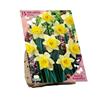 BEES & BUTTERFLIES  NARCISSUS LOBULARIS X 15