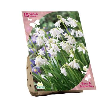 BEES & BUTTERFLIES  SCILLA HISPANICA WHITE X 15