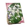 BEES & BUTTERFLIES  SCILLA HISPANICA WHITE X 15