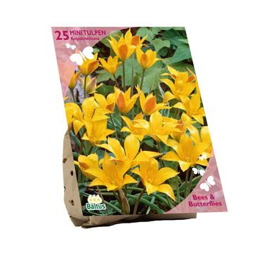 BEES & BUTTERFLIES  TULIPA KOLPAKOWSKIANA X 25