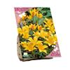BEES & BUTTERFLIES  TULIPA KOLPAKOWSKIANA X 25