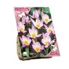 BEES & BUTTERFLIES  TULIPA PULCHELLA HUMILLIS X 15