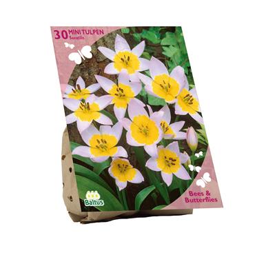 BEES & BUTTERFLIES  TULIPA SAXATILIS X 30